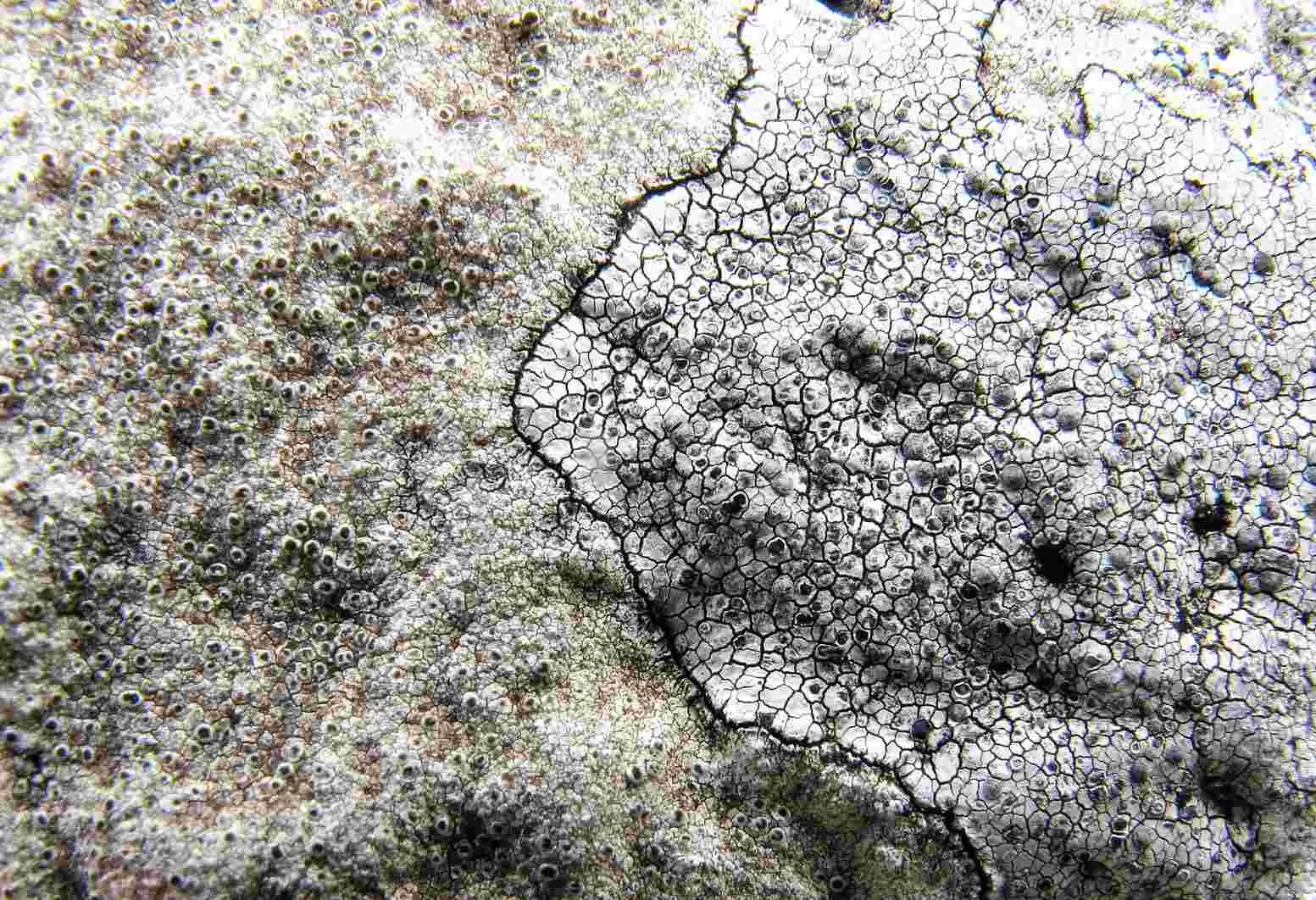 [Buellia tesserata]